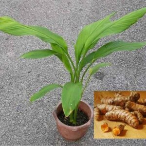 Adrita Turmeric Plant